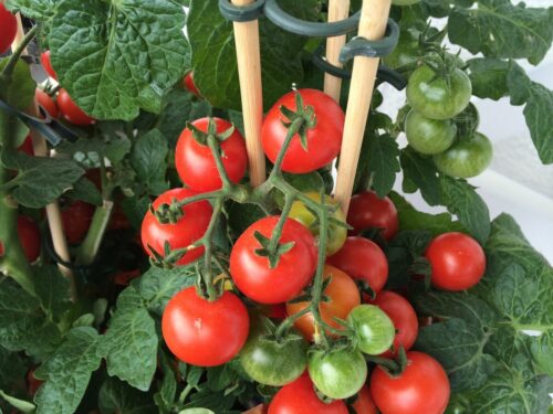 You can grow tomatoes in a container!
