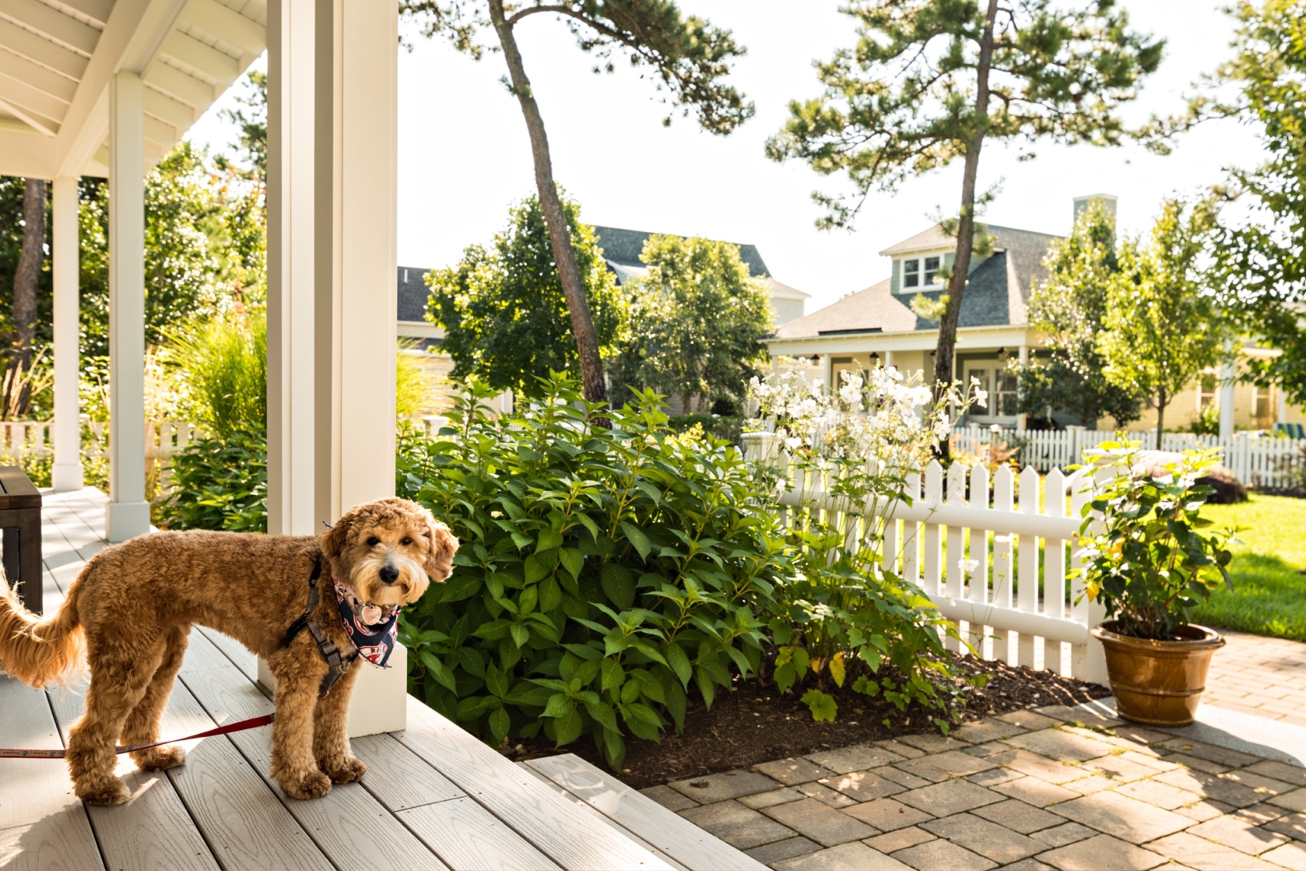 Summerhouse Cottages Pup