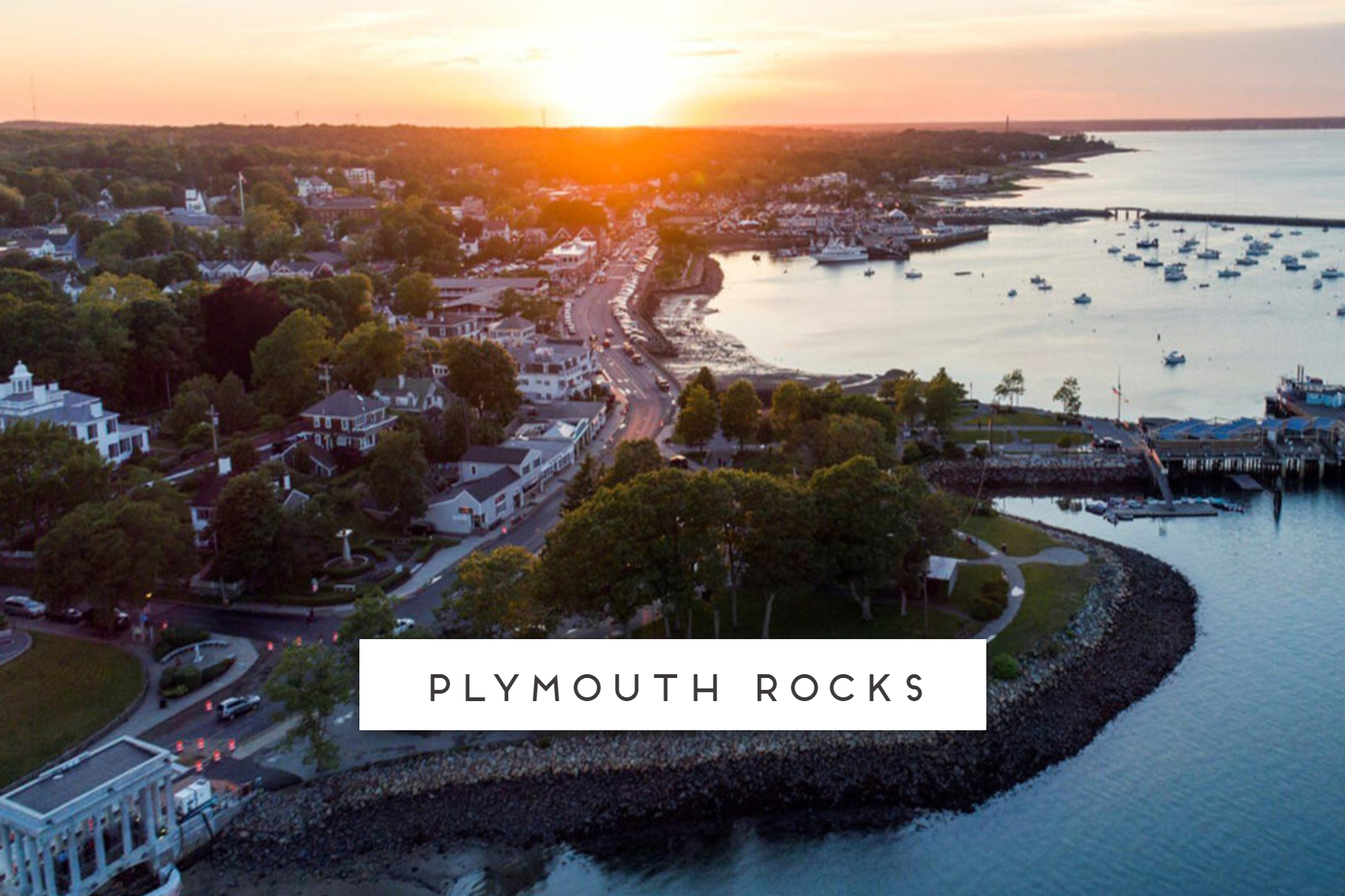 Plymouth Rocks Web